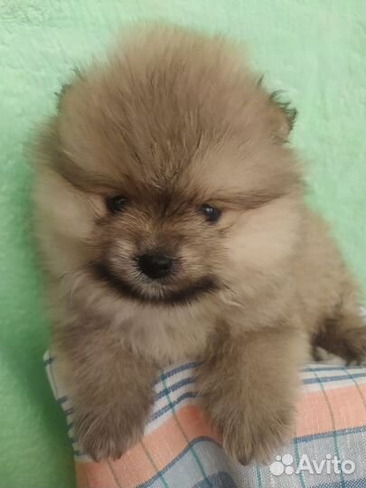 Щенки шпица