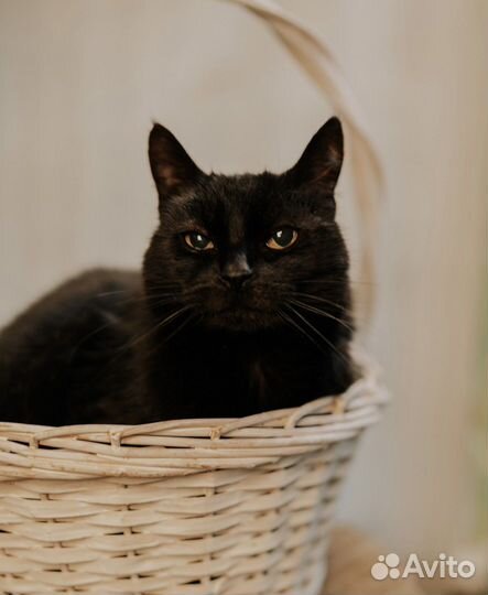 Кошка, девочка