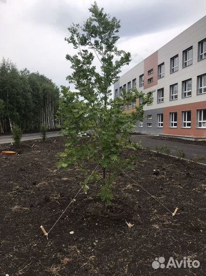 Рябина декоративная