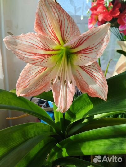 Гиппеаструм