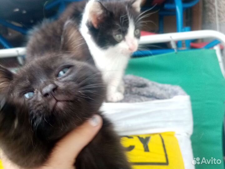 Котята 4 мальчика, 2 июля им будет 2 месяца