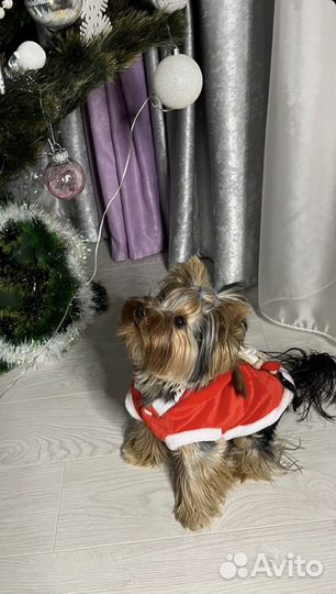 Йоркширский терьер вязка мальчик