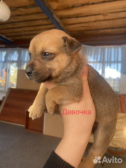 Щенки