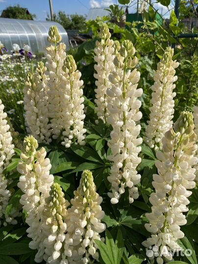 Люпин садовый (саженец)