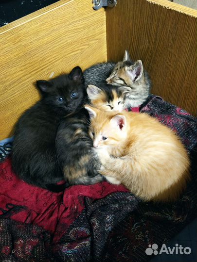 Котята в добрые руки