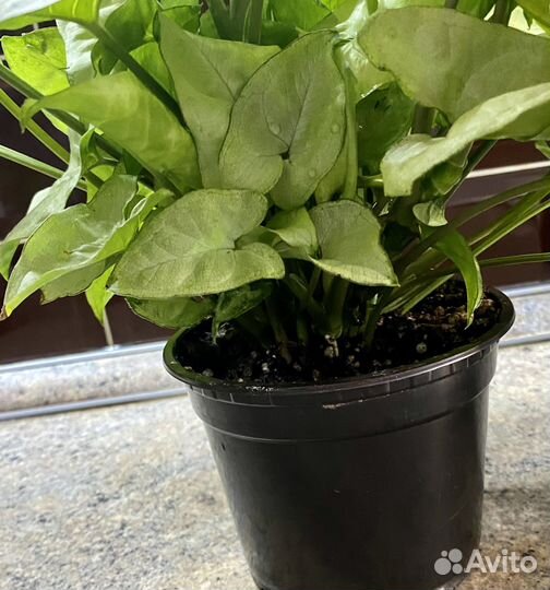 Сингониум White