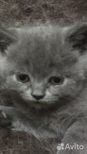 Котята в добрые руки приучены к лотку