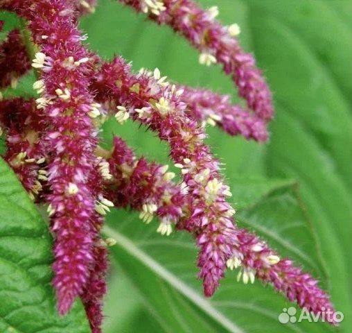 Амарант декоративный, семена