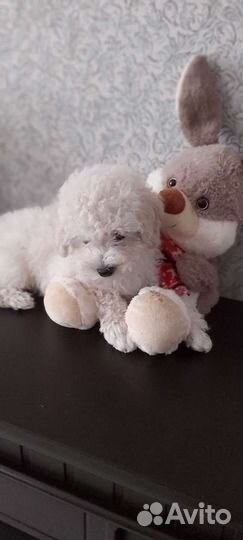 Девочка той пудель