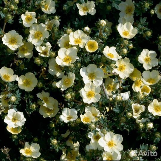 Лапчатка кустарниковая