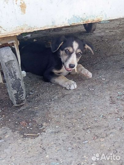 Щенок в добрые руки