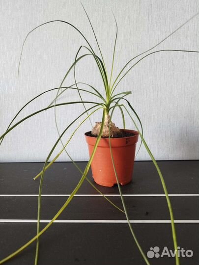 Нолина(бутылочное дерево)