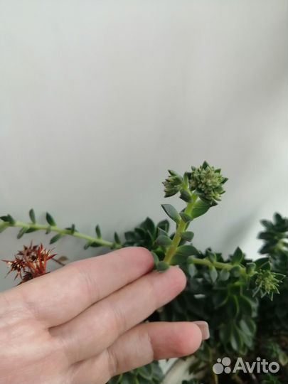 Суккуленты
