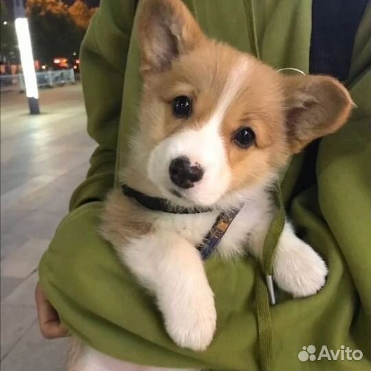 Передержка животных(кошек, собак,грызунов)