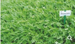 Семена Капусты 