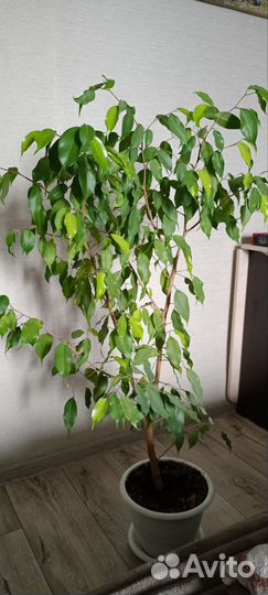 Фикус бенджамина