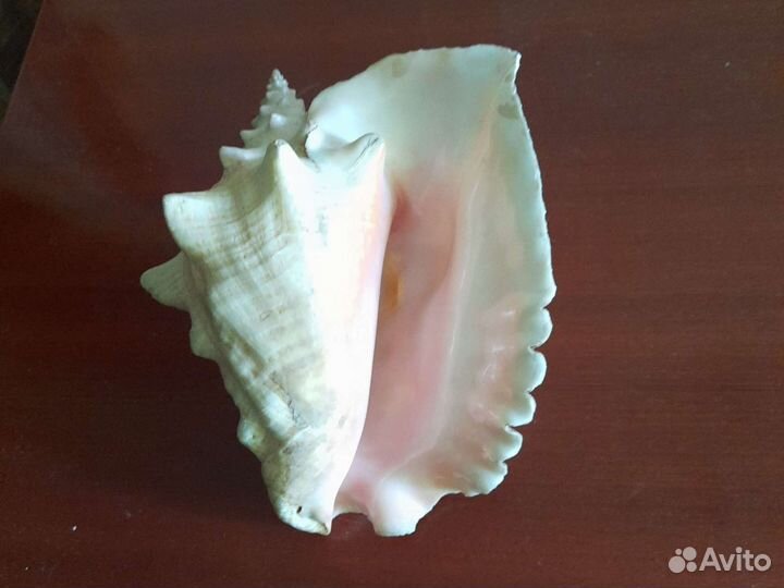 Раковина морская с берегов Кубы