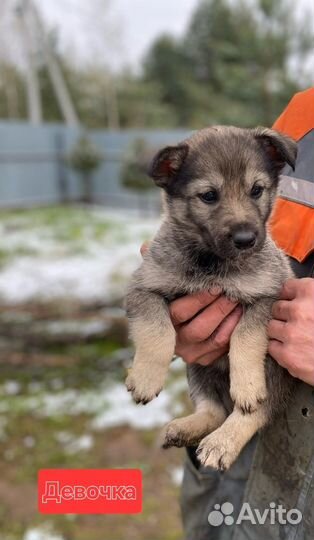 Собака в добрые руки отдам бесплатно