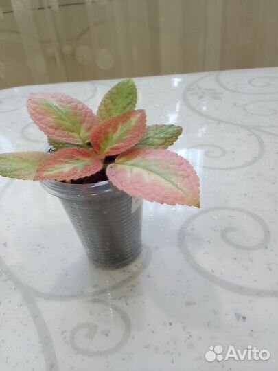 Эписция акварельная