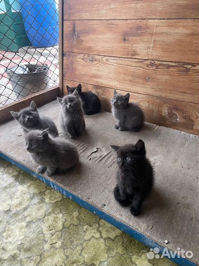 Котята в добрые руки