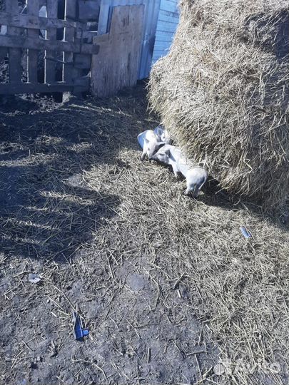 Поросята венгерской мангалицы