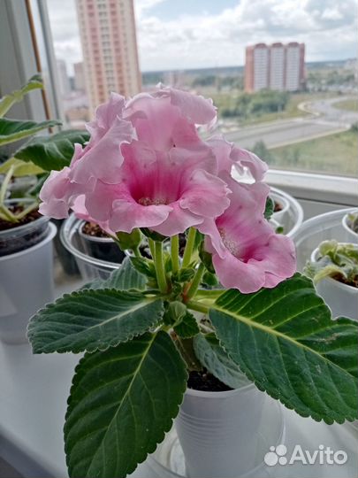 Глоксиния цветущая