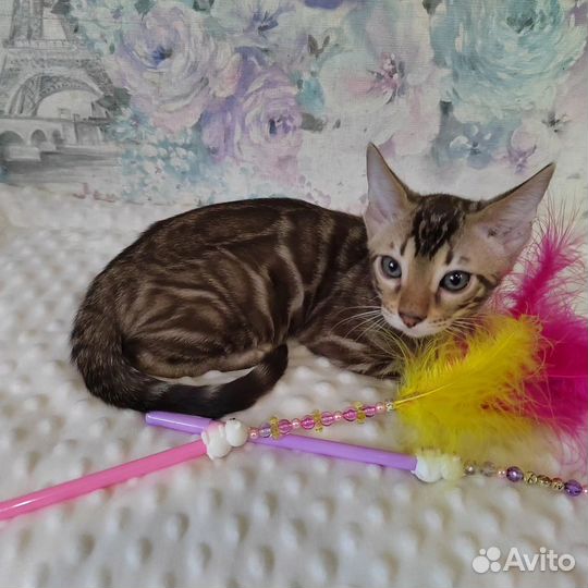 Бенгальский котенок
