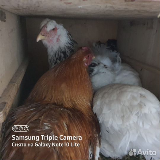 Продам инкубационное яйцо