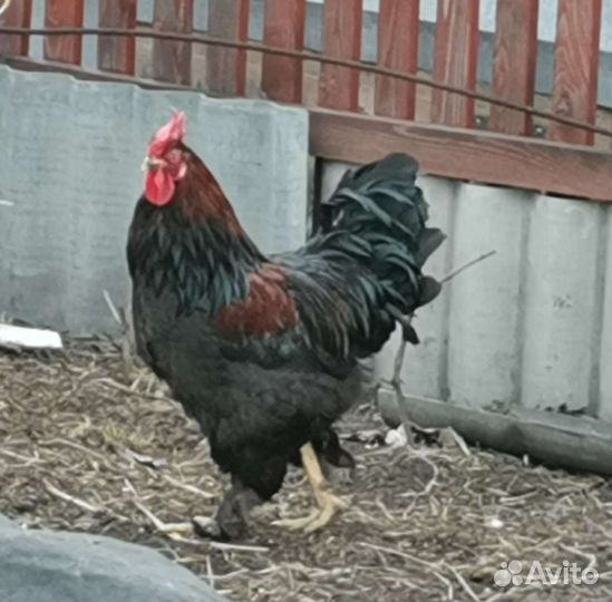 Куры петухи