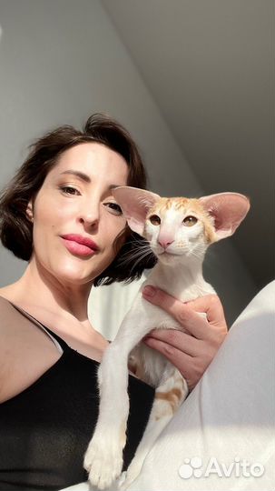 Хроники Акаши