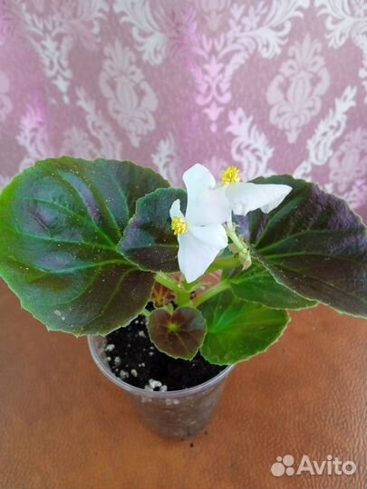 Бегония вечноцветущая