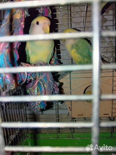 Попугай неразлучник