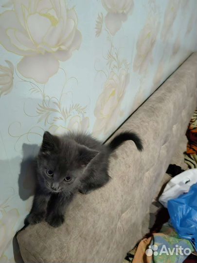 Кошка в дар