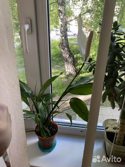 Женское счастье