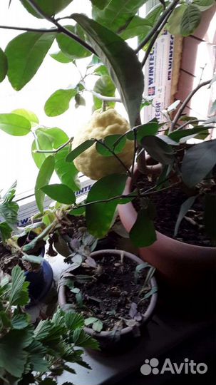 Лимон плодоносящий