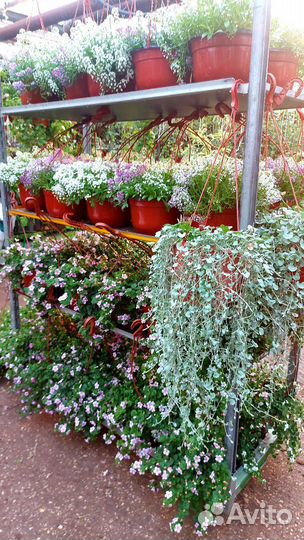 Кашпо с ампельными растениями