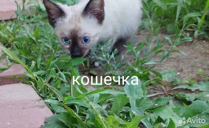 Кошки в добрые руки