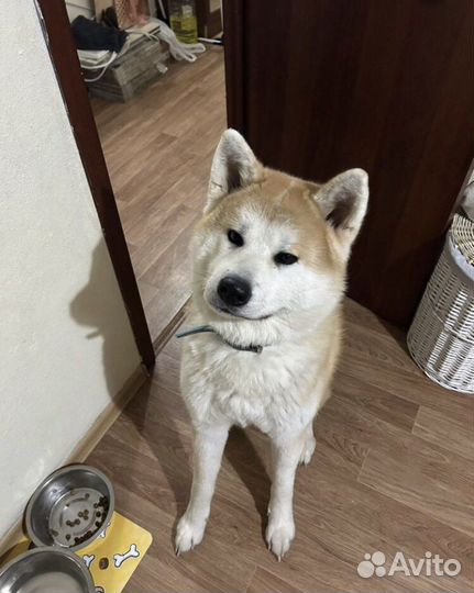 Передержка собак, кошек, грызунов