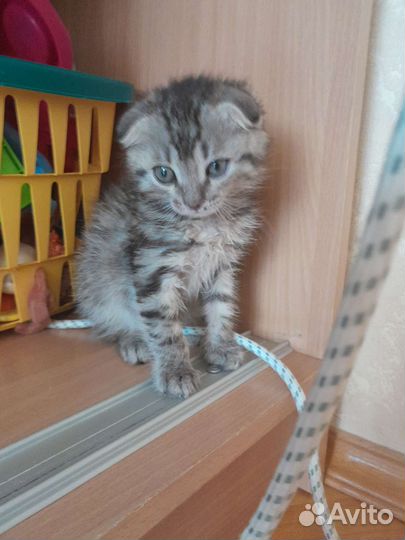 Вислоухие котята