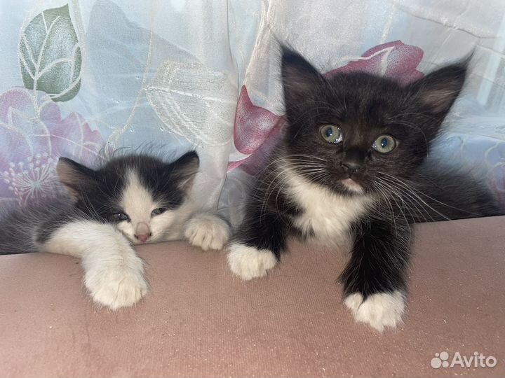 Котята в добрые руки бесплатно