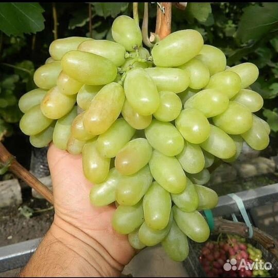 Саженцы и черенки винограда