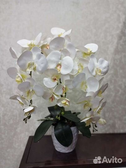 Орхидея дендробиум