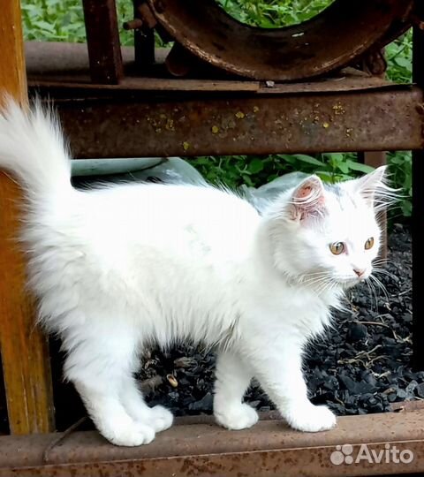 Белоснежная кошечка в дар