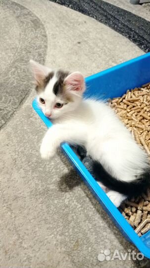 Отдается котенок мальчик бесплатно