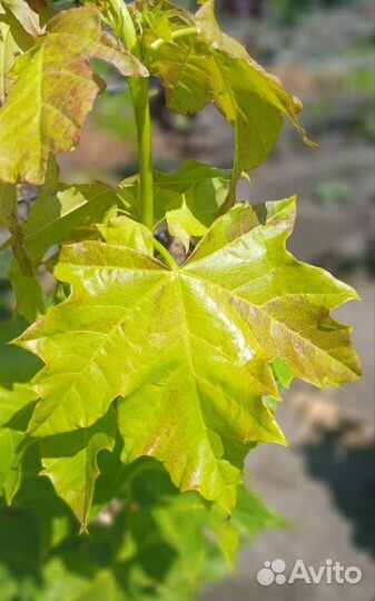 Клен остролистный