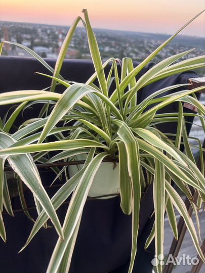 Хлорофитум