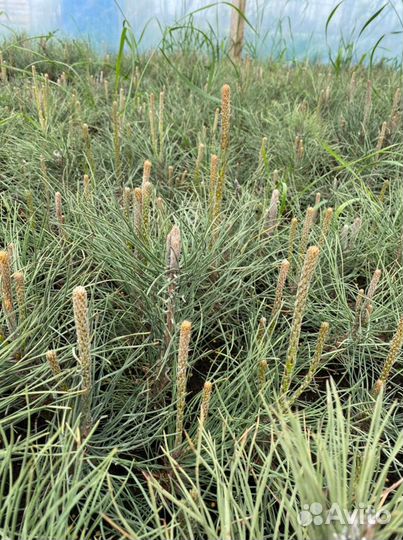 Сосна черная (Королёв)