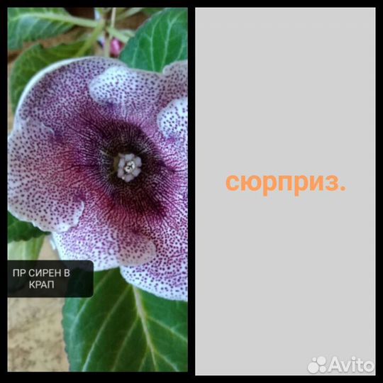 Глоксиния, лист