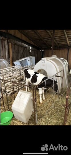 Бычки и телята