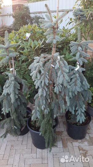 Ель Зе Блюз, Лиственница Стиф Випер, Энгельмани